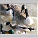 Branta canadensis - Kanadagans 16 OS-Hellern.jpg